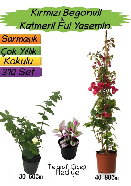 Kırmızı Renk Begonvil+Katmerli Ful Yasemin+Telgraf Çiçeği Hediyeli 3'lü Peyzaj Seti