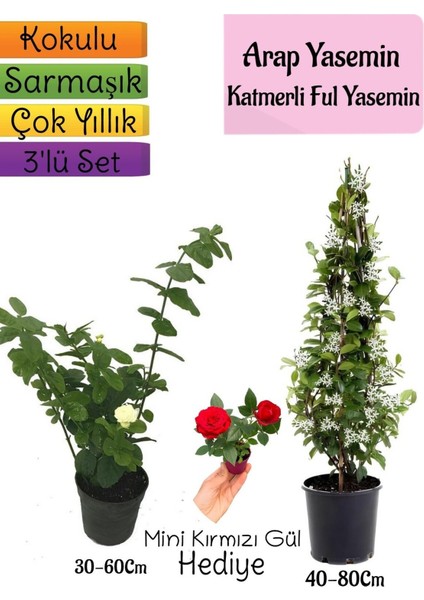 Kokulu Arap Yasemini+Katmerli Ful Yasemin+Mini Gül Hediyeli 3'lü Bahçe Seti