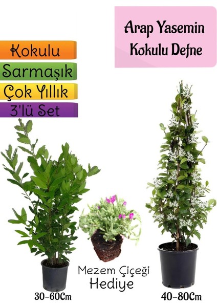 Kokulu Arap Yasemini+Defne Çalısı+Mezem Çiçeği Hediyeli 3'lü Bahçe Seti