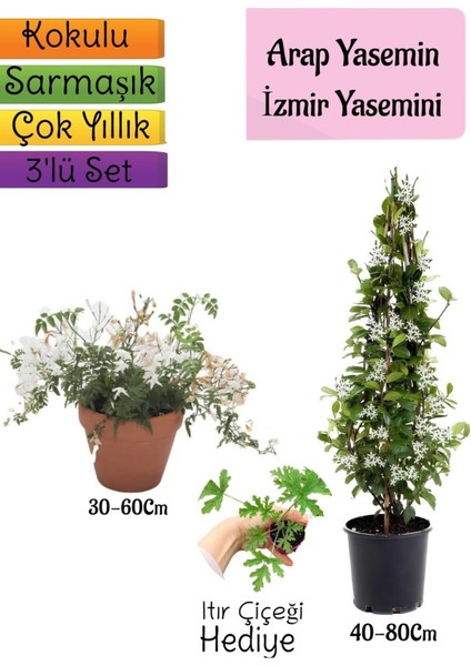 Kokulu Arap Yasemini+Klasik Izmir Yasemin+Itır Çiçeği Hediyeli 3'lü Bahçe Seti