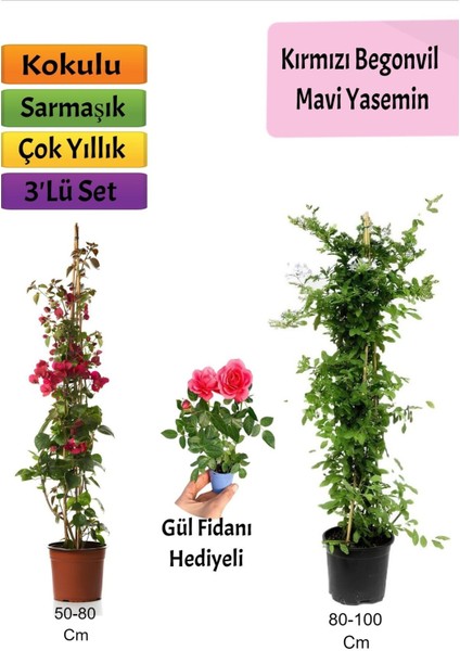 Mavi Yasemin+ Kırmızı Begonvil+ Mini Gül Hediyeli