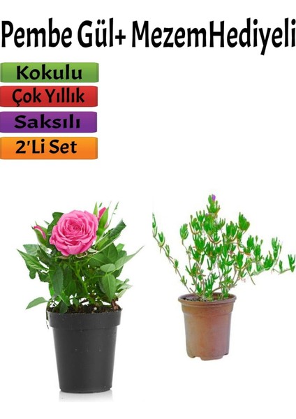 Kokulu Pembe Gül Fidanı (15-25 cm) Mezem Hediyeli Dış Mekan Bitkisi
