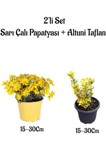 Sarı Çalı Papatyası+Altuni Taflan Çit Bitkisi 2'li Set Saksılı Bahçe Bitkisi