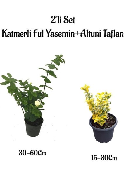 Mis Kokulu Katmerli Ful Yasemin Çiçeği+Altuni Taflan 2'li Set Bahçe Bitkileri