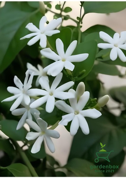 Mis Kokulu Ful Yasemin Çiçeği 1 Adet Saksılı 30-50 cm Dış Mekan Sarmaşık Bitki