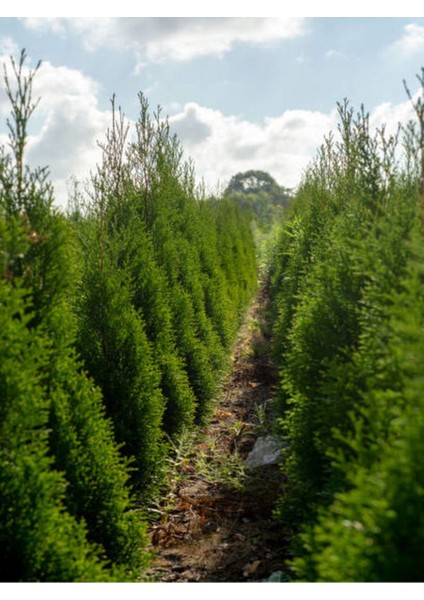 1 Adet Leylandi Çam Ağacı Fidanı 30-60 cm Saksılıtüplü (Leyland Cypress Sapling)