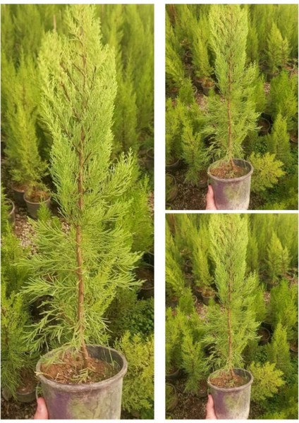 Videolu Limon Kokulu Servi 3 Adet Saksılı/ Tüplü 30-65 cm (Cupressus Macrocarpa)
