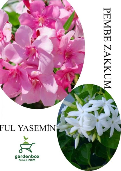 Pembe Zakkum Fidanı 1 Adet Saksılı 30-60 cm- Ful Yasemin Çiçeği 1 Adet 30-50 cm