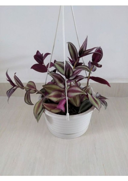 Mor Alacalı Zebra Yapraklı Telgraf Çiçeği 1 Adet Saksılı 30-50 cm