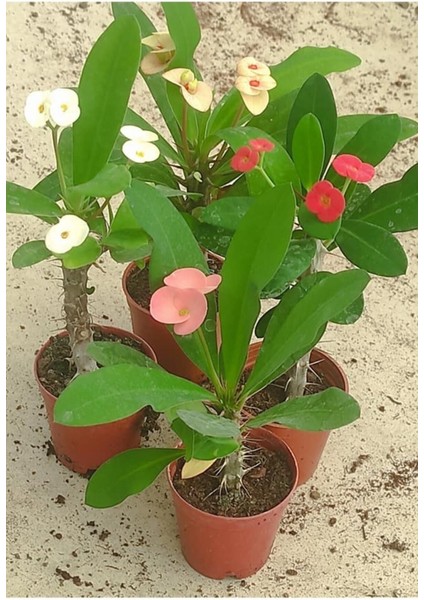 Videolu Milli Dikenler Tacı (25 30 cm) Saksılı 4 Adet Farklı Renk Euophorbia