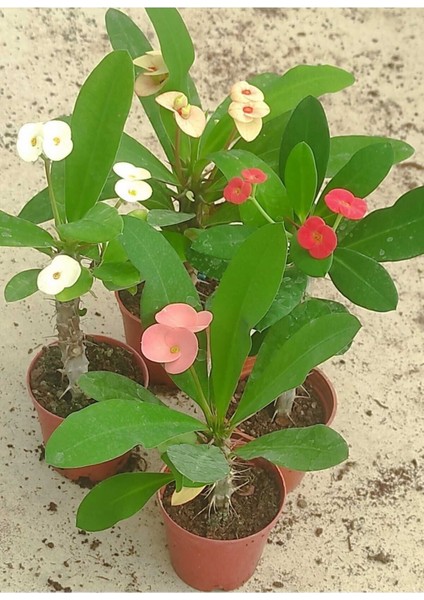 Videolu Milli Dikenler Tacı (25 30 cm) Saksılı 4 Adet Farklı Renk Euophorbia fiyatları