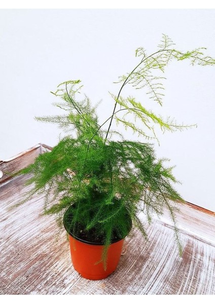 Formlu Tül Kuşkonmaz Çiçeği Asparagus Setaceus 1 Adet Saksılı 15-30 cm