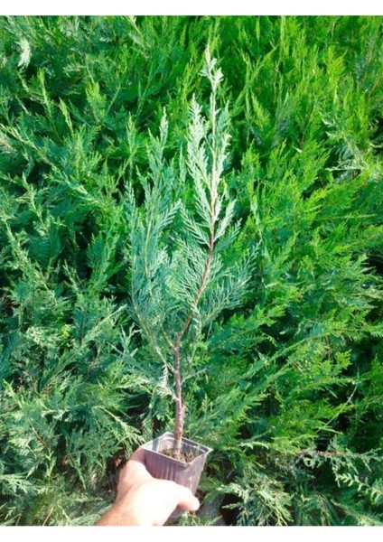 Videolu Leylandi Aşılı Çit Bitkisi 20-50 cm 5 Adet Tüplü Dış Mekan Ağaçları Cupressocyparis