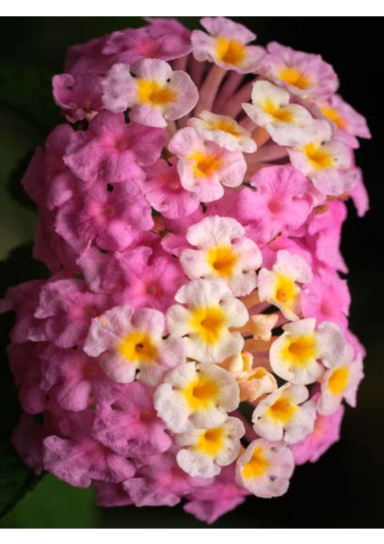 Videolu Beyaz ve Pembe Renkli Çalı Minesi 40-75 cm Saksılı (Lantana Flower)