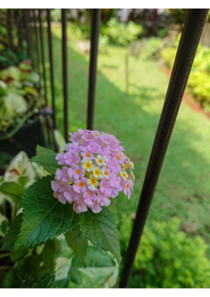 Videolu Beyaz ve Pembe Renkli Çalı Minesi 40-75 cm Saksılı (Lantana Flower) fiyatları