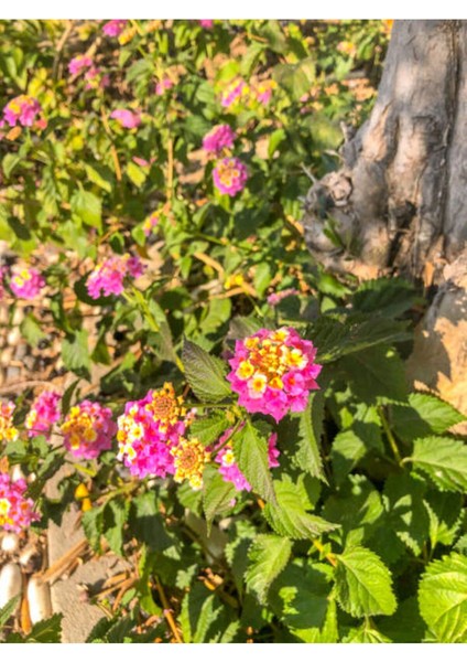 Videolu Beyaz ve Pembe Renkli Çalı Minesi 40-75 cm Saksılı (Lantana Flower) modelleri