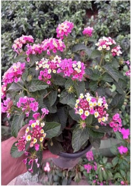 Videolu Beyaz ve Pembe Renkli Çalı Minesi 40-75 cm Saksılı (Lantana Flower) indirimleri