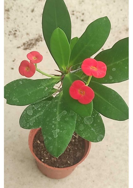 Videolu Milli Dikenler Tacı (25 30 cm) Saksılı 4 Adet Farklı Renk Euophorbia indirimleri