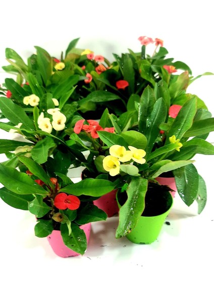Videolu Milli Dikenler Tacı 3'lü (5 35 cm) Saksılı Kaktüs Euphorbia fiyatları