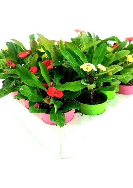 Videolu Milli Dikenler Tacı 3'lü (5 35 cm) Saksılı Kaktüs Euphorbia fırsatları