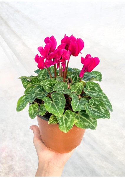 Cyclamen Çiçeği Fuşya Saksıda Çiçekli Sıklamen