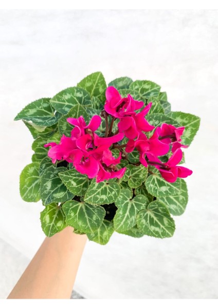 Cyclamen Çiçeği Fuşya Saksıda Çiçekli Sıklamen fiyatları