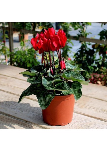 Koyu Kırmızı Siklamen Çiçeği 20 - 40 cm Hediyelik Bitki