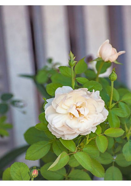 Videolu Mis Kokulu 1 Adet Beyaz Minyatür Gül 20-45 cm Saksılı (Miniature Rose)