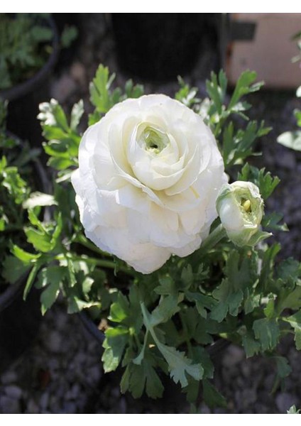 Videolu Mis Kokulu 1 Adet Beyaz Minyatür Gül 20-45 cm Saksılı (Miniature Rose)