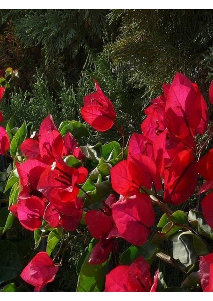 Videolu Kırmızı Begonvil Fidanı 1 Adet Saksılı 50-110 cm (Red Bougainvillea) fiyatları