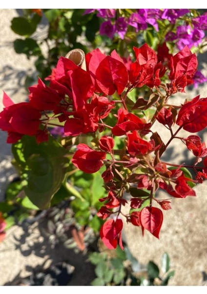 Videolu Kırmızı Begonvil Fidanı 1 Adet Saksılı 50-110 cm (Red Bougainvillea) modelleri