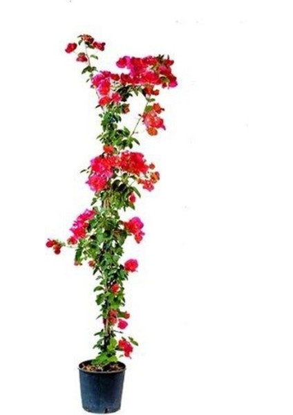 Videolu Kırmızı Begonvil Fidanı 1 Adet Saksılı 50-110 cm (Red Bougainvillea) fırsatları