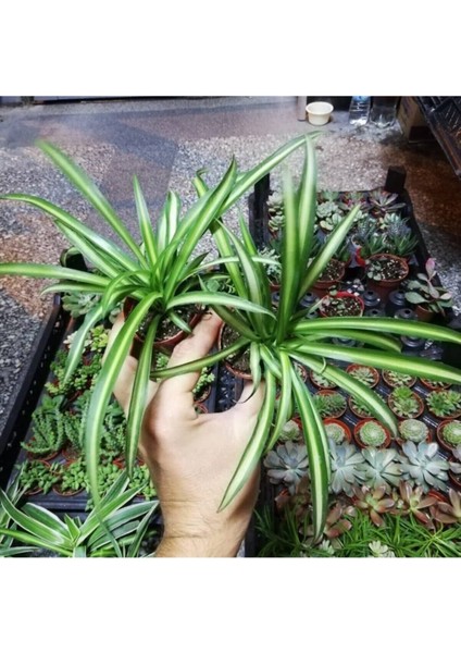 Videolu Mini Kurdele Çiçeği 15-25 cm 2 Adet Saksılı/Tüplü Dış Mekan Sarmaşık Bitkileri Gloxinia