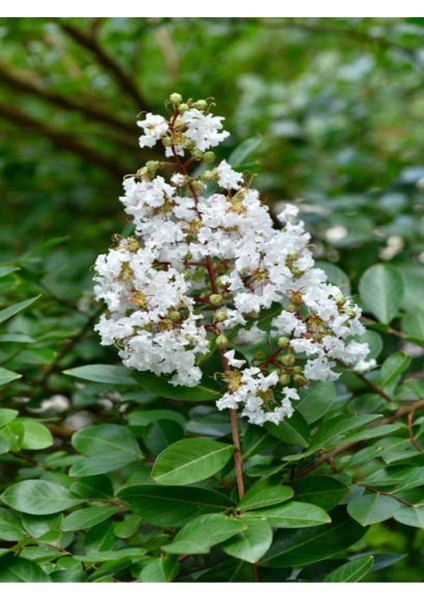 Beyaz Oya Ağacı Fidanı 1 Adet Saksılı 30-60 cm Çiçekli Ağaç modelleri