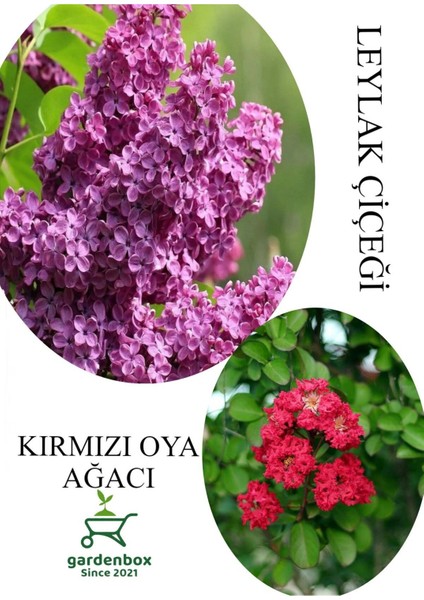 Kokulu Leylak Çiçeği Fidanı 1 Adet Saksılı 30-60 cm+KIRMIZI Oya Fidanı 30-60 cm