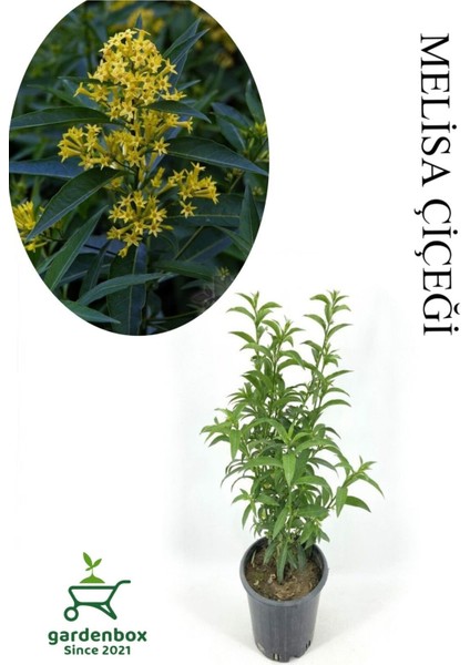 Mis Kokulu Melisa Çiçeği 1 Adet Saksılı 30-60 cm Bahçe Bitkisi