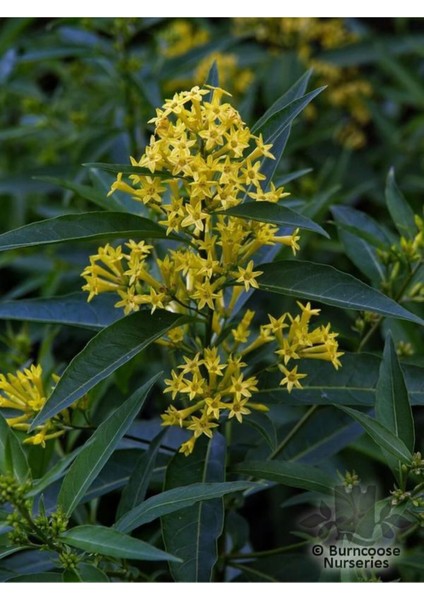 Mis Kokulu Melisa Çiçeği 1 Adet Saksılı 30-60 cm Bahçe Bitkisi modelleri