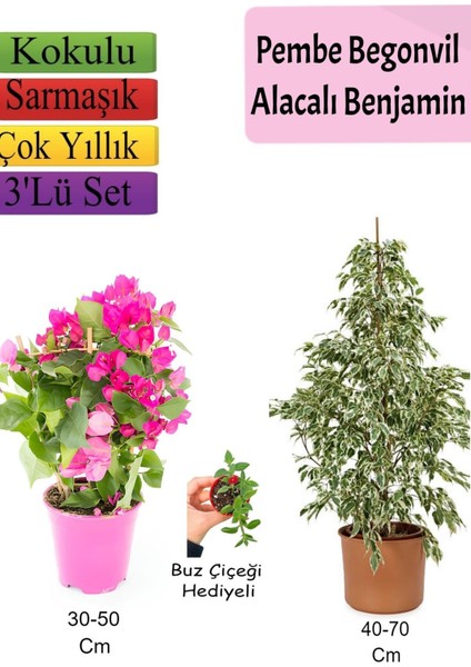 Beyaz Alacalı Benjamin Bitkisi+ Pembe Bodur Begonvil+ Buz Çiçeği Hediyeli