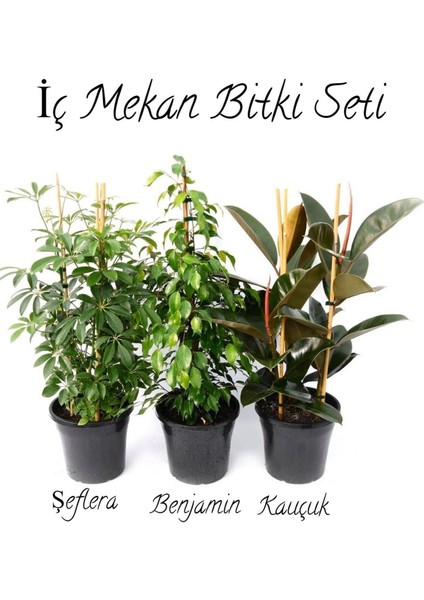 Yeşil Şeflera 2'li Dikim-Yeşil Benjamin-Kauçuk 2'li Salon Ofis Çiçek Seti