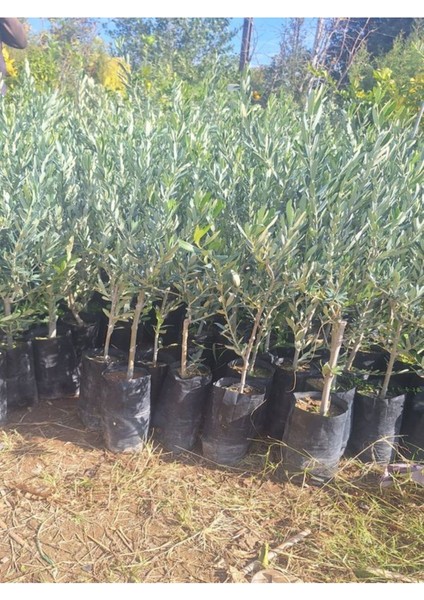 Bol Verimli Sofralık Zeytin Fidanı 10 Adet Tüplü 50-70 cm Dış Mekan Ağaç