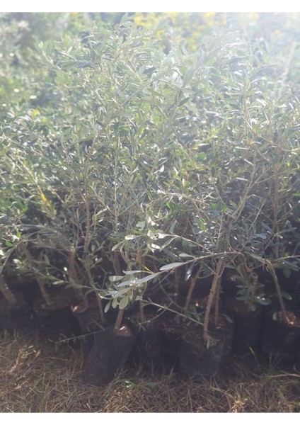 Bol Verimli Sofralık Zeytin Fidanı 10 Adet Tüplü 50-70 cm Dış Mekan Ağaç modelleri