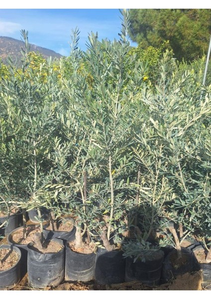 Trilya Zeytin Fidanı 1 Adet Tüplü 50-70 cm Bol Verimli Sofralık Zeytin