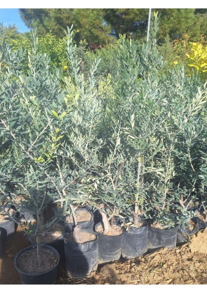 Trilya Zeytin Fidanı 1 Adet Tüplü 50-70 cm Bol Verimli Sofralık Zeytin