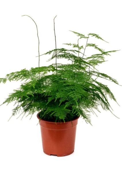 Canlı Formlu Tül Kuşkonmaz Salon Çiçeği 15-30 cm (Asparagus Setaceus)