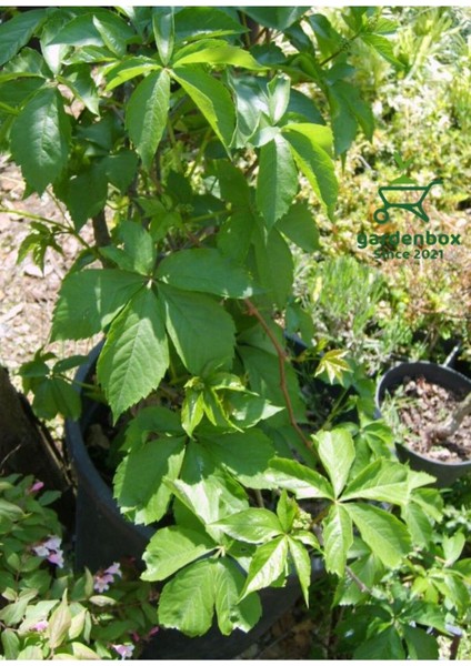 Amerikan Sarmaşığı Kışın Kırmızı Renk 40-80 cm Saksılı/Tüplü (Parthenocissus Quinquefolia) fiyatları