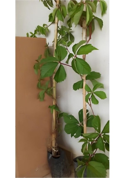 Amerikan Sarmaşığı Kışın Kırmızı Renk 40-80 cm Saksılı/Tüplü (Parthenocissus Quinquefolia) modelleri