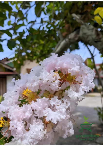 Beyaz Oya Ağacı Saksılı 1 Adet 30-60 cm Bahçe Peyzaj Bitkisi