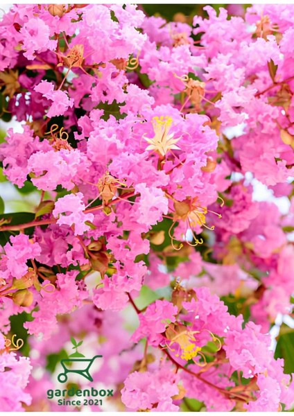 Pembe Renk Oya Ağacı Bitkisi 1 Adet Saksılı 30-60 cm Çiçekli Bahçe Bitkisi