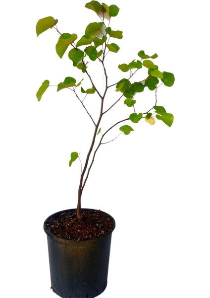 Erguvan Ağacı Fidanı 1 Adet Saksılı/Tüplü 50-70 cm