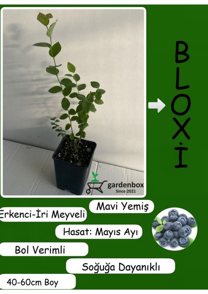 Verimli Iri Meyveli Bloxi Yaban Mesini Meyve Fidanı 1 Adet Saksılı/Tüplü 40-60 cm